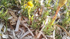 Limbarda crithmoides