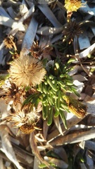 Limbarda crithmoides