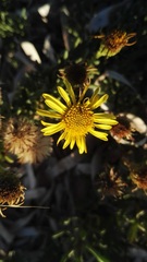 Limbarda crithmoides