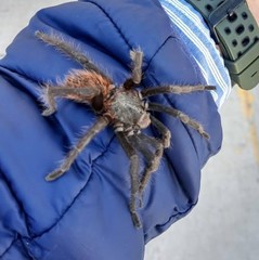 Aphonopelma caniceps