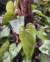 Philodendron erubescens