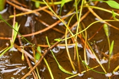 Ranunculus flammula ovalis