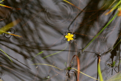 Ranunculus flammula ovalis