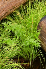 Cicuta virosa