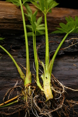 Cicuta virosa