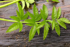 Cicuta virosa
