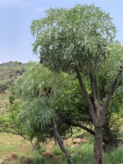 Cussonia transvaalensis