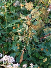 Amaranthus cannabinus