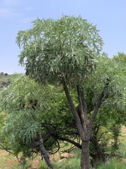 Cussonia transvaalensis