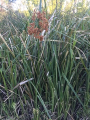 Androtrichum giganteum