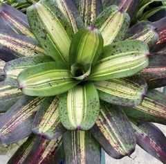 Neoregelia