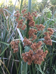 Androtrichum giganteum