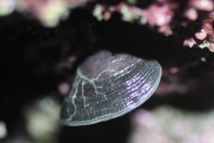 Hemithiris psittacea