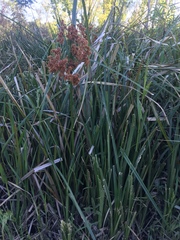 Androtrichum giganteum