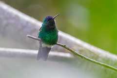 Saucerottia cyanifrons