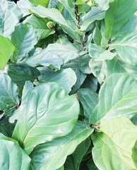 Ficus lyrata