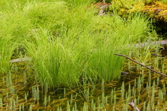 Carex lenticularis