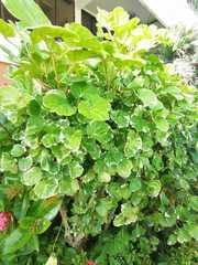 Polyscias balfouriana