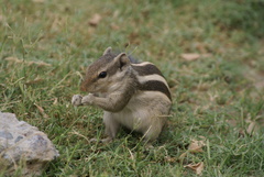 Funambulus pennantii