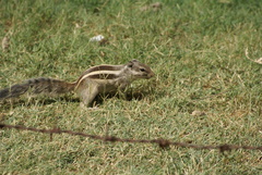 Funambulus pennantii