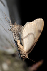 Operophtera fagata