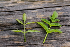 Cicuta virosa