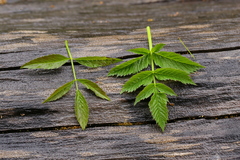 Cicuta virosa