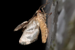 Operophtera fagata