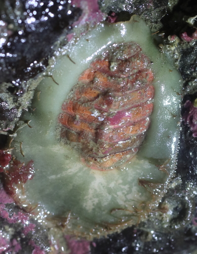 red veiled chiton