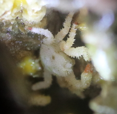 Acantholithodes hispidus