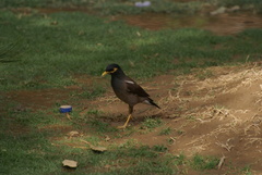 Acridotheres tristis