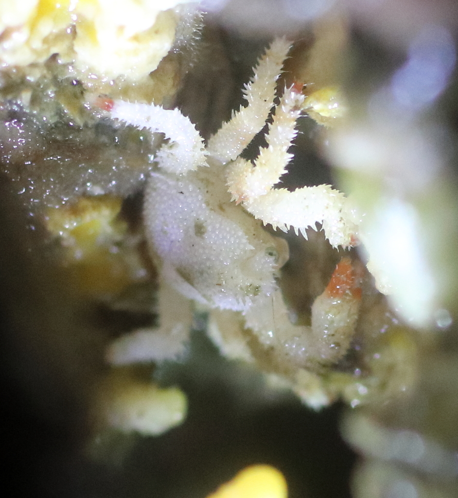 spiny lithode crab