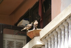 Acridotheres tristis