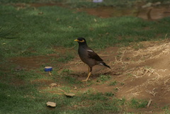 Acridotheres tristis