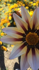 Asteraceae