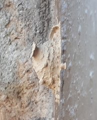 Sceliphron curvatum