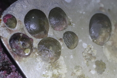 Crepipatella lingulata