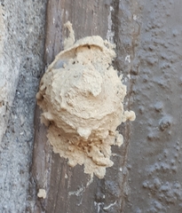 Sceliphron curvatum