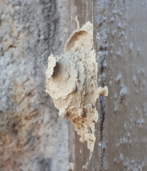 Sceliphron curvatum