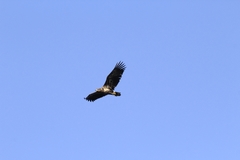 Haliaeetus albicilla