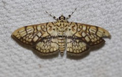 Haritalodes obliqualis