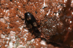 Dromiusina
