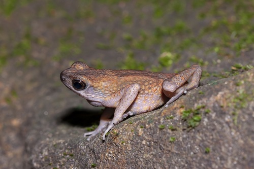 Long-fingered Slender Toad, Ansonia longidigita