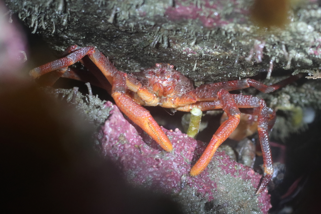 scaled crab