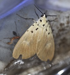 Asota iodamia