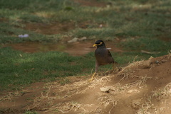 Acridotheres tristis