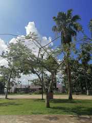 Chloroleucon mangense mangense