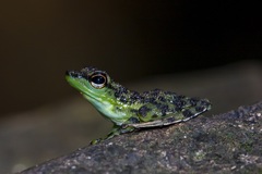 Staurois guttatus