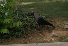 Corvus splendens