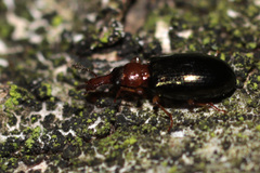 Salpingus ruficollis